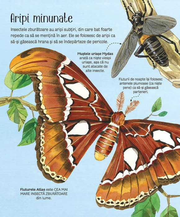 Marea carte a fluturilor si a altor insecte (Usborne) [2]