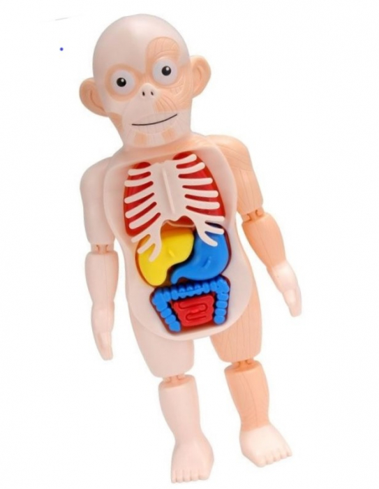 Jucarie educativa anatomia corpului uman, pentru copii de peste 3 ani [2]