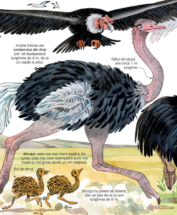 Marea carte a animalelor (Usborne) [5]