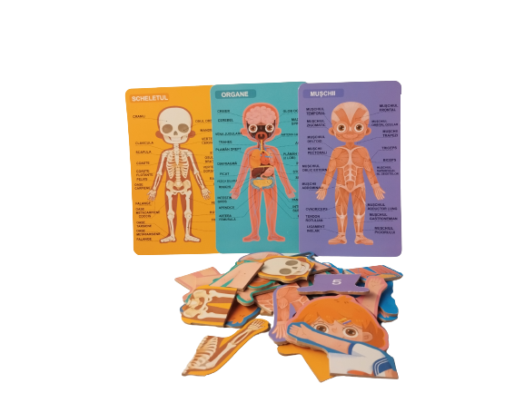Puzzle educativ, Anatomia Corpului Uman, Limba Romana, Fata, 36 piese, 3 ani+, Edujucarii [7]