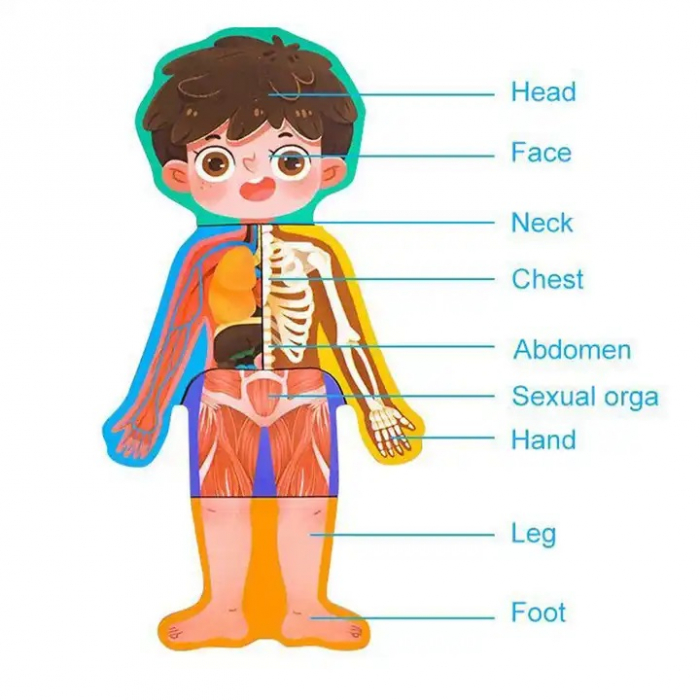 Puzzle educativ, Anatomia Corpului Uman, Limba Romana, Baiat, 36 piese, 3 ani+, Edujucarii [5]