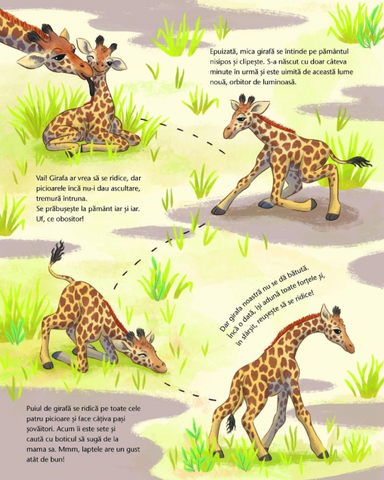 Mica girafa: Acasa, in savana [4]