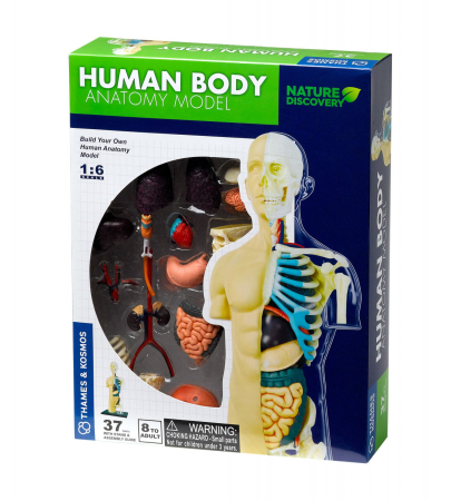 Noutati si reduceri - Kit STEM Anatomia corpului uman, Thames & Kosmos