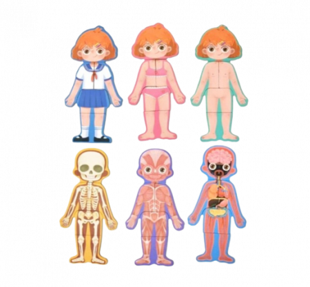 Puzzle educativ, Anatomia Corpului Uman, Limba Romana, Fata, 36 piese, 3 ani+, Edujucarii [4]