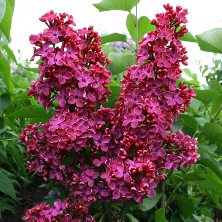 Syringa vulgaris 'Krasnaya Moskva' (vörös Moszkva) orgonafajta,cserepben [1]
