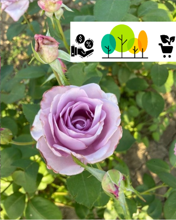 Sissi rózsaszín floribunda rózsa,szabad gyokerel (10) [1]