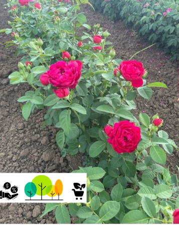 Ascot floribunda bíbor-vörös rózsa, szabad gyoker (36) [1]