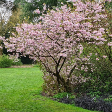 Prunus incisa 'Oshidori' díszcseresznye, cserepben [1]