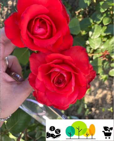 Holsten tearózsa korallpiros / narancs‑vörös, szabad gyokerel (13) [1]