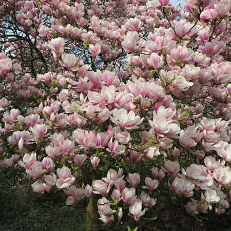 Magnolia soulangeana  rózsaszín-fehér szinben,cerepben [1]