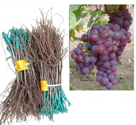 Chasselas piros (Vörös saszla)piros csemegeszőlő, oltott, szabad gyoker [1]