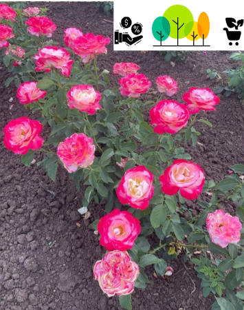 Double ,,Double Delight” krem-piros  rozsa, szabad gyoker (15) [1]