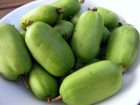 Jumbo Mini Kiwi ( Actinidia arguta) zöld 2 éves–cserepben [1]