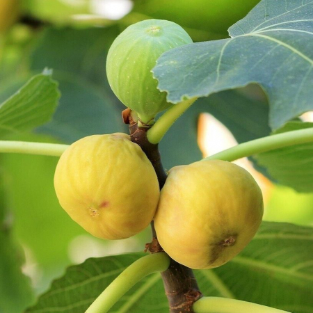 Ficus carica 'Dottato' sárgászöld héjú fügefajta, 10 cm , cserepes [1]