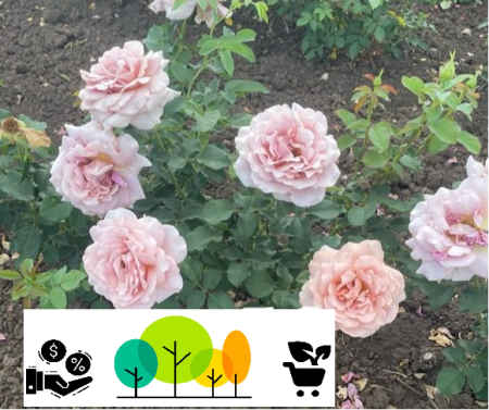 Mono Loko rózsaszín–fehér floribunda rózsa,szabad gyokerel (56) [1]