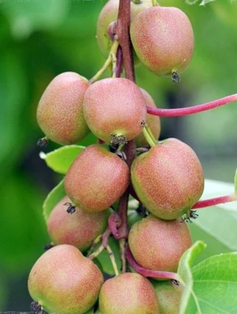 Geneva mini kiwi (Actinidia arguta )  zöld 2 éves–cserepben [1]