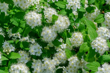 Nyírfalevelű gyöngyvessző 'Betulifolia' fehér, cserepben [1]