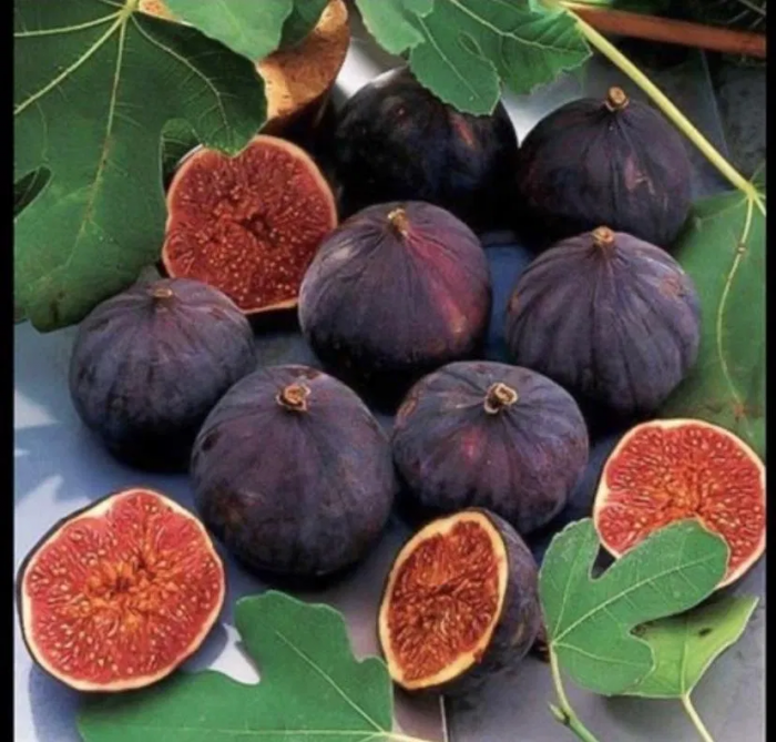 Ficus carica 'Ravin de Calce' sötétlilla heju fügefajta , 10 cm , cserepes [1]