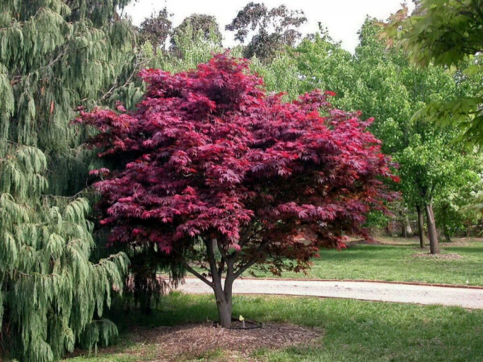 Acer palmatum 'Atropurpureum' japán juhar, cserepben [1]