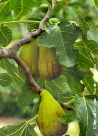 Ficus carica 'Dalmatie' zöld füge 15-30 cm, csrepes [1]