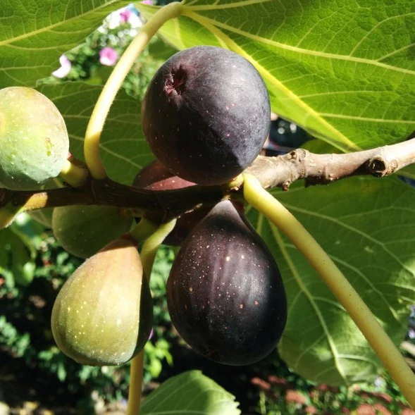 Ficus carica 'Negronne' éretten lillas-fekete héjú fügefajta,15-30 cm , cserepes [1]