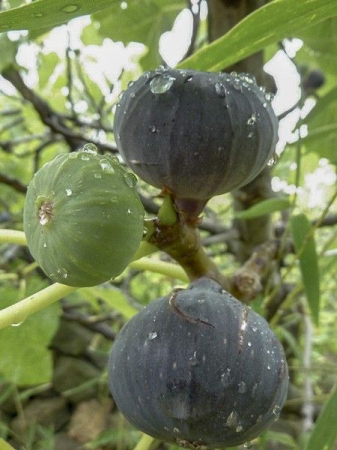 Ficus carica 'Grise de Saint Jean' hamvas lilla fügefajta ,15-30 cm [1]