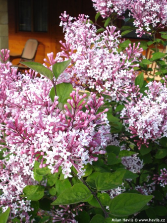 Syringa Josikaea , magyar orgona, cserepben [1]