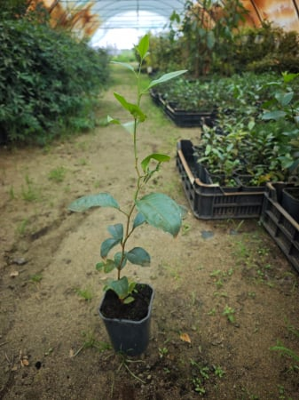 Volkamer citrom (Citrus volkameriana) hidegtűrő citrom 30-50 cm, cserepben [2]