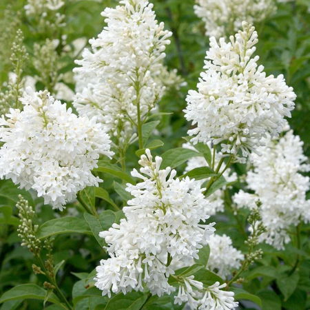 Syringa vulgaris 'Agnes Smith' feher orgona, cserepben [1]