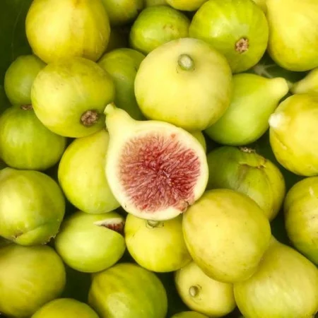 Ficus carica 'Breva'  sárgás-zöld héjú  fügefajta,15-30 cm, cserepea [1]