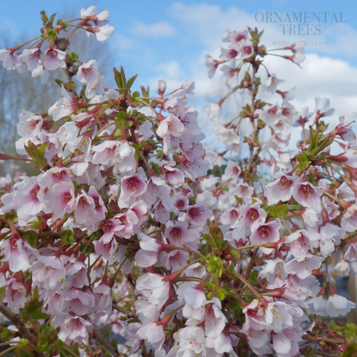 Prunus incisa 'Kojou-no-mai' díszcseresznye , cserepben [1]