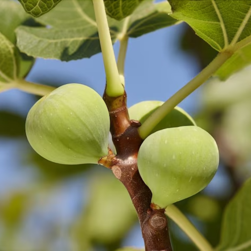 Ficus carica 'Verdal' vilagoszöld héjú  fügefajta, 30-50 cm , cserepes [1]