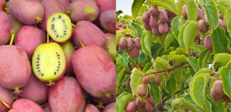 Mini kiwi 'Ananasnaya' (Actinidia arguta) zöld 2 éves–cserepben [1]