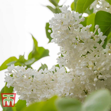 Syringa vulgaris 'Madame Florent Stepman' fehér orgonafajta, cserepben [1]