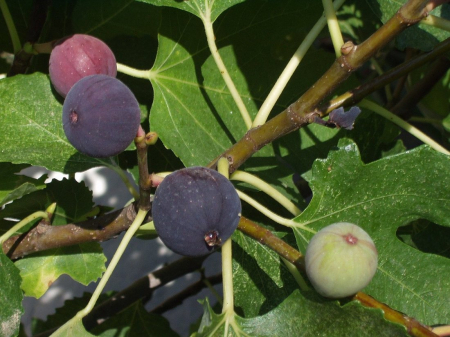 Ficus carica 'Nefiach' sötétlila héjú fügefajta , 20-40 cm, cserepes [1]