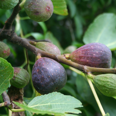 Ficus carica 'Bourjassotte Noire' mas neven Violette de Solliès  sötétlila  fuge 15-30 cm, cserepes [1]