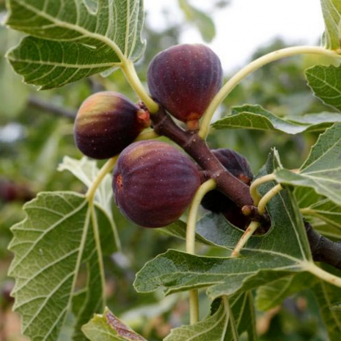 Ficus carica 'Brown Turkey'  barnás-lilás fügefajta,15-30 cm [1]