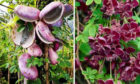 Csokoládészőlő (Akebia trifoliata) 25-40 cm–cserepben [1]