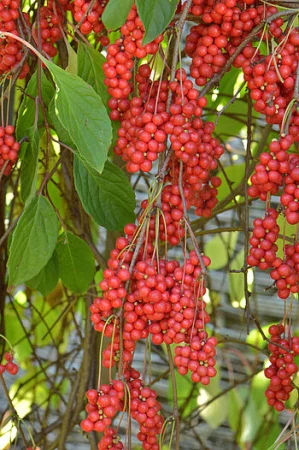 Schisandra chinensis ötízű gyümölcs (wu wei zi), cserepben [1]