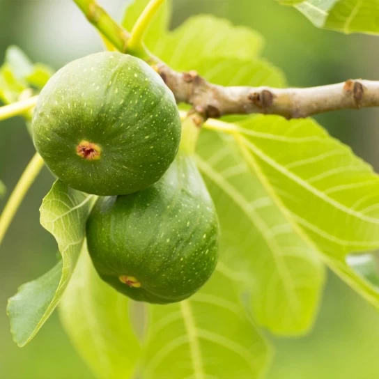 Ficus carica 'Sucrette' sárgás-zöld füge ,10 cm, cserepes [1]