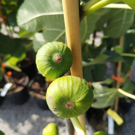 Ficus carica 'Conadria'  zöld héjú fügefajta, 10 cm, cserepes [1]