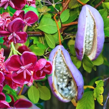 Csokoládészőlő (Akebia quinata) 25-40 cm, cserepben [1]