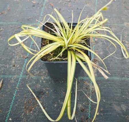 Aranytarka japán sás Carex oshimensis 'Evergold' [1]