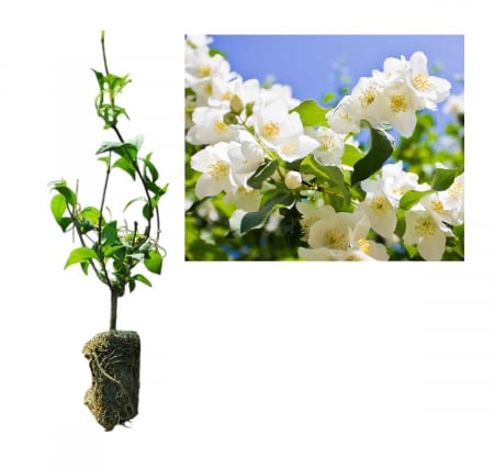 Philadelphus × lemoinei ( jezsámen)– illatos hamis jázmin 5 cm, cserepben [1]
