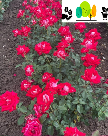 Osiria teahibrid vörös-fehér rózsa, szabad gyoker (23) [1]