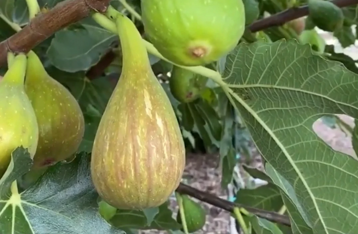 Ficus carica 'Longue d'Aout' zöldessárga  füge, 15-30 cm, cserepes [1]