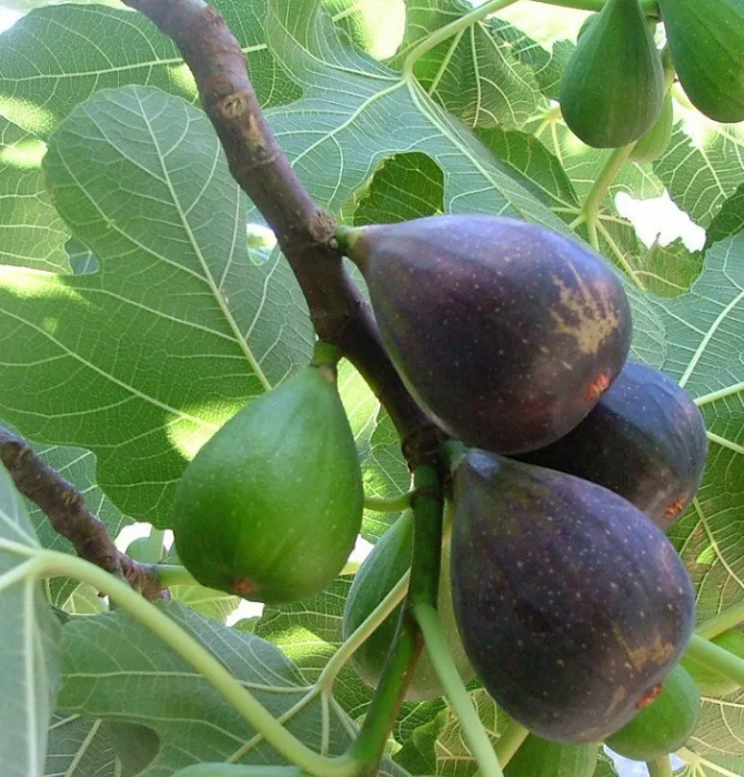 Ficus carica 'Noire de Caromb' lilla füge ,30-50 cm, cserepes [1]