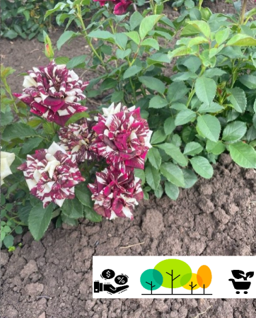 Hocus ( Hocus Pocus )teahibrid  sötétbordó- feher rózsa, szabadgyoker(37) [1]