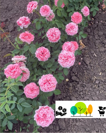 Kimono floribunda rózsa ,rózsaszín, szabad gyoker (26) [1]