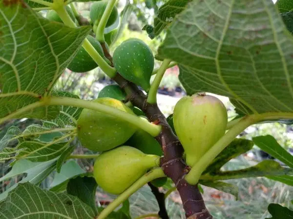 Ficus carica 'Marseillaise' zöldessárga fuge 30-50 cm, cserepes [1]